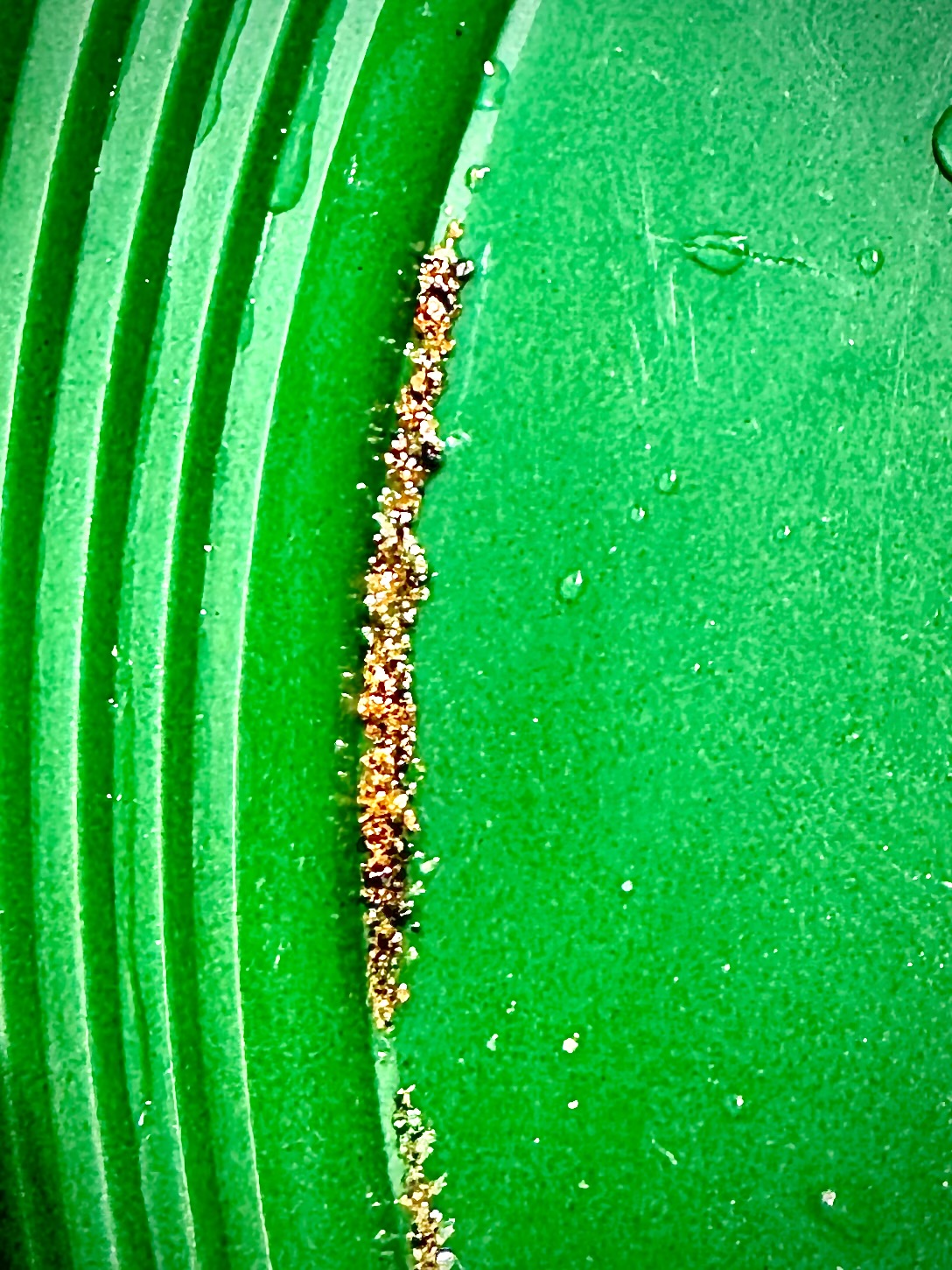 A streak of gold-bearing concentrate along the riffles of a green pan